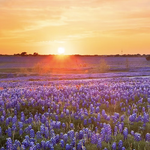 VES Texas